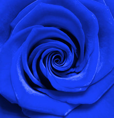 Fototapeta na wymiar róża
