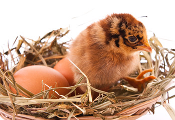 Chicken and egg in nest