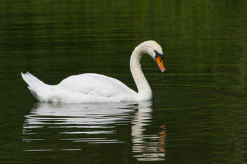 Schwan im grünen See