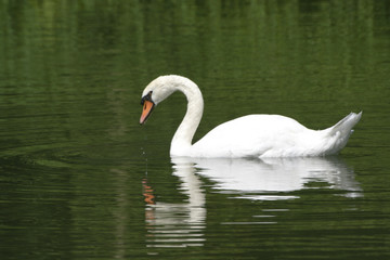 spiegelnder Schwan