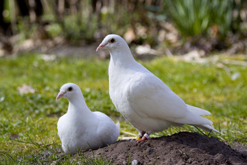 Hochzeitstauben machen Pause