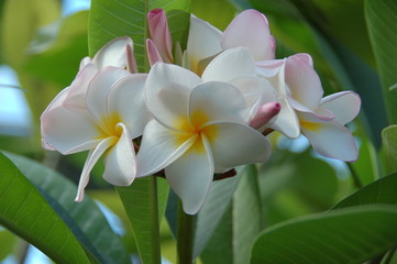 Blüte Pagodenbaum