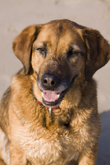 Hund am Strand