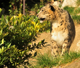 snow leopard (panthera uncia)