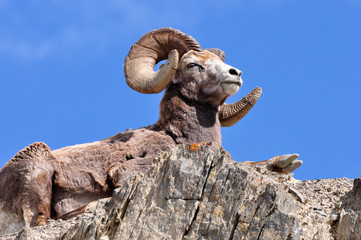 bighorn ram on mountain top