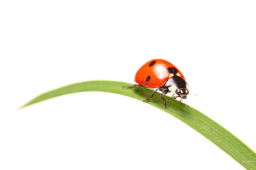 Ladybird walking on a leaf isolated on white background