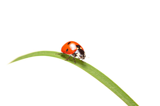 Ladybird walking on a leaf isolated on white background