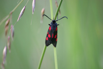 Narrow-Bordered Five-Spot Burnet