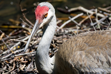 Redheaded crane