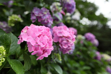 紫陽花　飛鳥山公園　東京