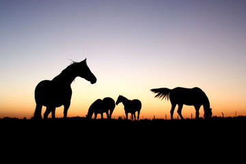 Naklejka premium Horses At Sunset