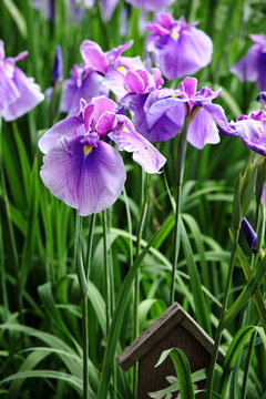 Irises / 花菖蒲　堀切菖蒲園