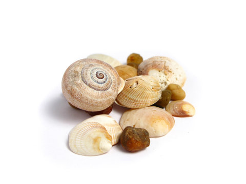 Stones and shells on white background