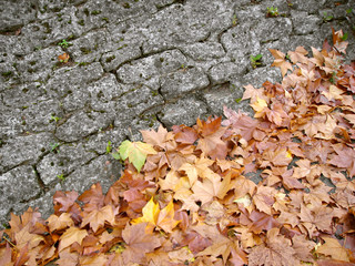Autumn