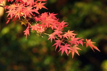 Fall Foliage - 15157655