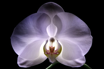 Orchiid Glow