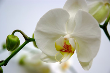 Orchideen