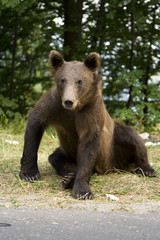 Young wild bear on the grass