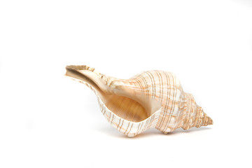 isolated seashell