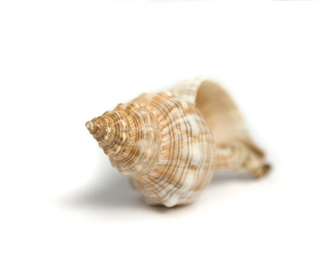 isolated seashell