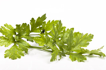 parsley