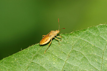 stinkbug