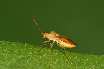 stinkbug