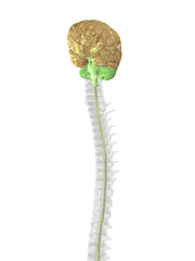 Das zentrale Nervensystem