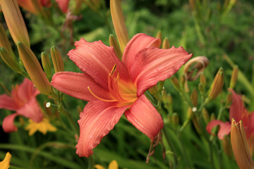 rote Lilie