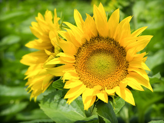 sunflower closeup