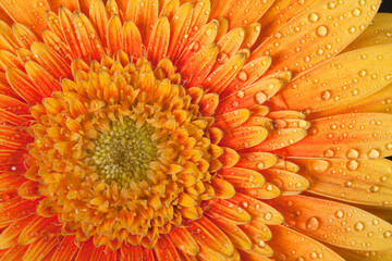Gerbera Daisy