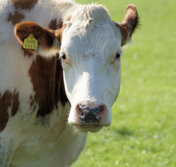 Dutch white and brown cow