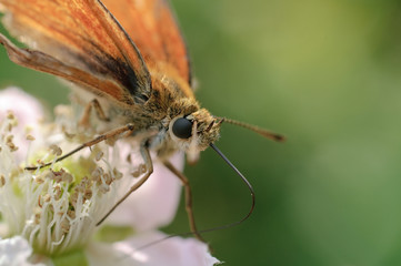 Die lange Zunge des Schmetterlings