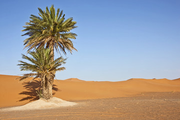 Fototapeta na wymiar date palms in sand dunes