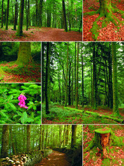 Fototapete bei efototapeten.de bestellen   