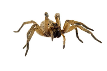 brown spider isolated on white background close-up