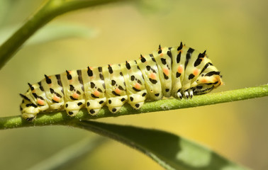 Caterpillar on green background close-up