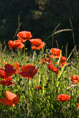 Obraz premium Field with poppy's in the sun on a summer morning