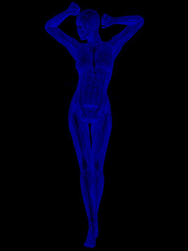 Anatomischer K&ouml;rper