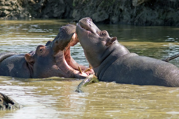 Games hippos