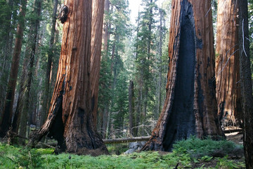 Sequoias