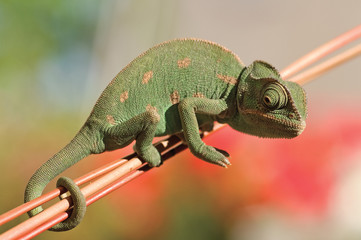Young Chameleon closeup