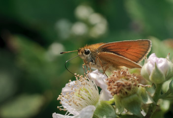 Schmetterling saugt an Blüte