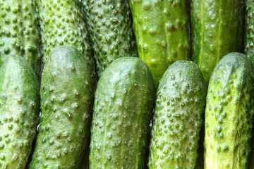 Organic green cucumbers