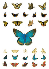 schmetterlinge sammlung01