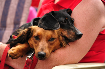Miniature Dachshund Pair Relaxing Together