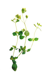 Naklejka premium Fresh Oregano on a White Background