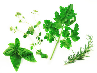 Fresh Herbs on a White Background