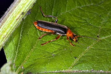 Red flying bug on a green leaflet