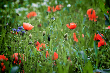 Obraz premium Poppies field